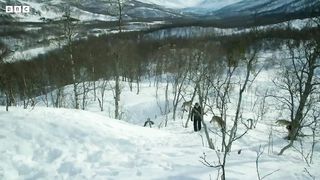 Accepted into a Wolf Pack ｜ Snow Animals ｜ BBC Earth
