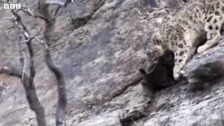 Snow Leopard Cub Learns From Its Mother ｜ Snow Leopard： Beyond the Myth ｜ BBC Earth