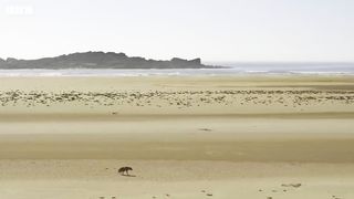 Jackal Pack vs Hyena： Food Fight ｜ 4K UHD ｜ Seven Worlds One Planet ｜ BBC Earth