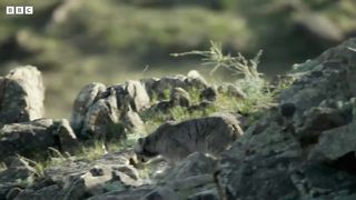 Playful Baby Pallas's Cats Left Home Alone ｜ Big Cats ｜ BBC Earth