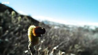 Are Arctic Bees in Trouble？ ｜ Our Frozen Planet ｜ BBC Earth
