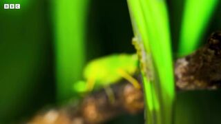 Frog Defends Eggs From Wasps ｜ 4K UHD ｜ Planet Earth II ｜ BBC Earth