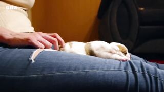 Cuddling Dogs Makes Them Feel Happy ｜ Wonderful World of Puppies ｜ BBC Earth
