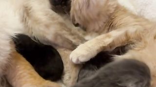 My lovly cat