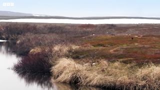 Elaborate Mating Strategies of Male Ruffs ｜ Wild Scandinavia ｜ BBC Earth