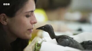 Endangered Birds Learn To Fly ｜ Planet Earth III ｜ BBC Earth