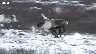 Reindeer's Amazing Adaptations to Living in Snow ｜ Snow Animals ｜ BBC Earth