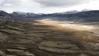 Musk Oxen Vs Arctic Wolves ｜ Animal Super Parents ｜ BBC Earth