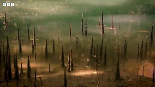 Walking Fish and Fiddler Crabs Dine on a Muddy Buffet ｜ Ganges ｜ BBC Earth