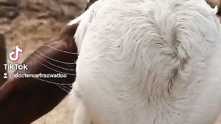 White Baby from Cow Pink Nose