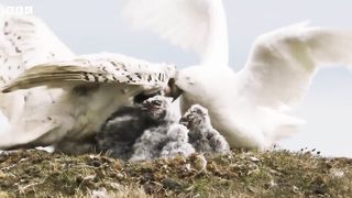 Fluffy Owl Chicks Learn to Fly ｜ Frozen Planet II ｜ BBC Earth