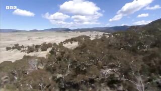 Kangaroos Take Over Australian Golf Course ｜ How Nature Works ｜ BBC Earth