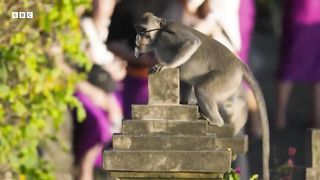 The Bartering Monkeys of Bali ｜ Planet Earth III ｜ BBC Earth