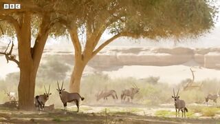 Protecting Giraffes from Extinction ｜ Saving Giraffes Part 1 ｜ Africa's Gentle Giants ｜ BBC Earth
