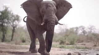 Elephants Saved from Poaching Learn to Trust Again ｜ Planet Earth III Behind The Scenes ｜ BBC Earth