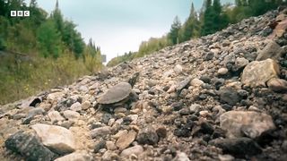 Tiny Turtle Crosses Terrifying Road ｜ Big Little Journeys ｜ BBC Earth