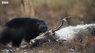 Bear vs Wolves： Battle for Food ｜ Wild Scandinavia ｜ BBC Earth