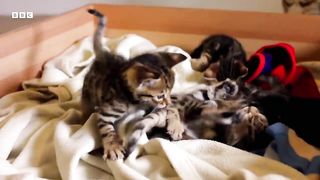 Acrobatic Bengal Kittens Learn To Hunt ｜ Wonderful World of Puppies ｜ BBC Earth