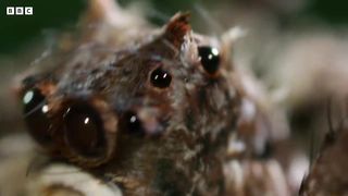 Spider With Three Super Powers ｜ 4KUD ｜ The Hunt ｜ BBC Earth