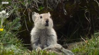 Feeding Hungry Fox Cubs is a Full-Time Job ｜ 4K UHD ｜ China： Nature's Ancient Kingdom ｜ BBC Earth