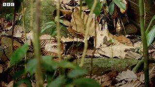Smallest Cat in The World： The Rusty Spotted Cat ｜ Big Cats ｜ BBC Earth