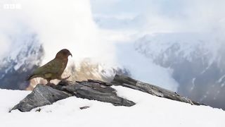 Playtime for Young Kea Birds ｜ Frozen Planet II ｜ BBC Earth