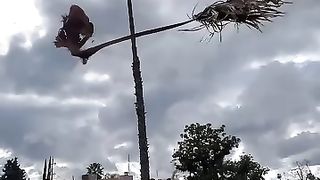 An interesting natural phenomenon