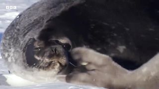 Two-Week-Old Seal Learns to Swim ｜ Animal Super Parents ｜ BBC Earth