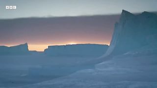 The Fight to Feed Penguin Chicks ｜ Natural World： Wild Mothers and Babies ｜ BBC Earth