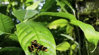 Being a Poison Dart Frog Parent is HARD ｜ 4K UHD ｜ Seven Worlds One Planet ｜ BBC Earth
