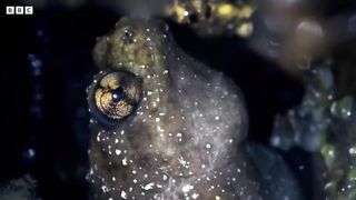 Frog's Incredible Mating Technique ｜ Earth's Tropical Islands ｜ BBC Earth