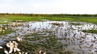 Elephants Thrive After Poaching Ban in Zakouma ｜ Planet Earth III Behind The Scenes ｜ BBC Earth
