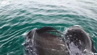 Whale Health Spa ｜ Frozen Planet II ｜ BBC Earth