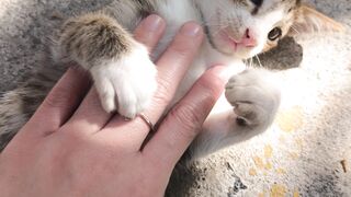 Cat's playing