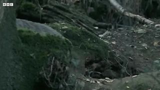 Cute Badgers Shelter from Fireworks I Natural World： Badgers - Secrets Of The Sett ｜ BBC Earth