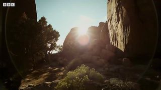 The Blind Assassin of the Desert ｜ 4KUHD ｜ Planet Earth II ｜ BBC Earth