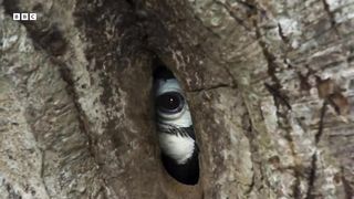 Devoted Hornbill Delivers Food To Mate ｜ Planet Earth III ｜ BBC Earth