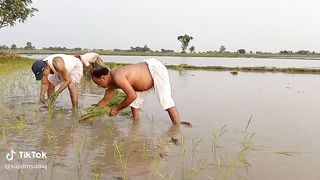 Very hard work village lifestyle