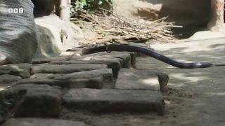 Cobra vs Toad ｜ Planet Earth III ｜ BBC Earth