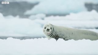 Killer Whale's Extraordinary Hunting Technique ｜ Frozen Planet II ｜ BBC Earth