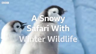 A Snowy Safari with Winter Wildlife ｜ BBC Earth