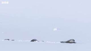 Cheeky Coyote Steals Otter's Dinner ｜ Snow Animals ｜ BBC Earth