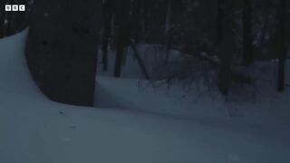 Painted Turtles Defrost Back to Life ｜ Frozen Planet II ｜ BBC Earth