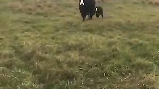 Proud mom shows her baby to its owner