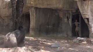 Gorilla getting out of control in the zoo