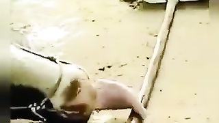 Cow power! ????