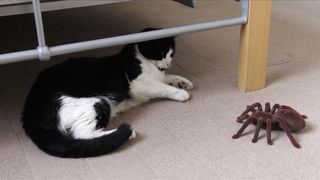 Funniest Animals - Best Of The 2024 Funny Animals Videos #1