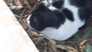 My cat