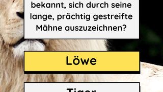 Die Tiere