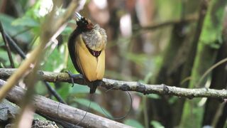Male Magnificent bird-of-paradise or Diphyllodes magnificus